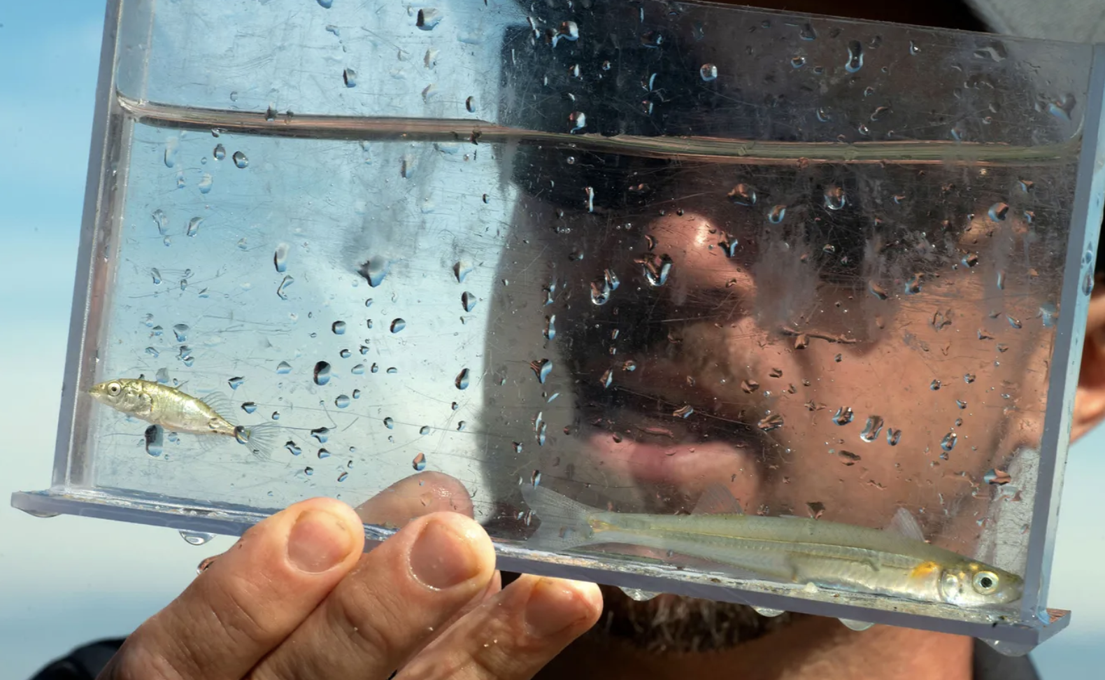 Citizen Science on Barnstable Harbor close up of small fish in a clear tank with Owen Nichols face in the background